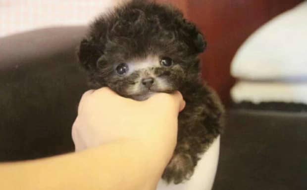 六个月之前的茶杯犬怎么鉴定