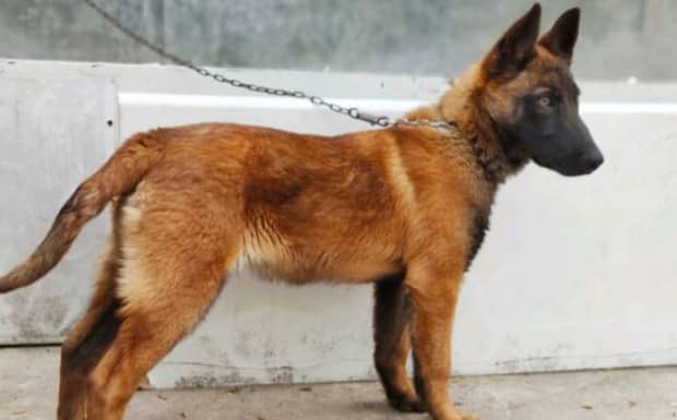 马犬聪明吗马犬智商排名第几 马犬聪明吗马犬智商排名第几
