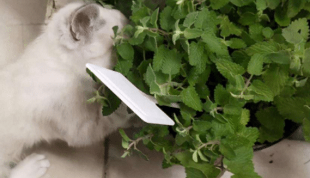 干的猫薄荷可以给猫吃吗