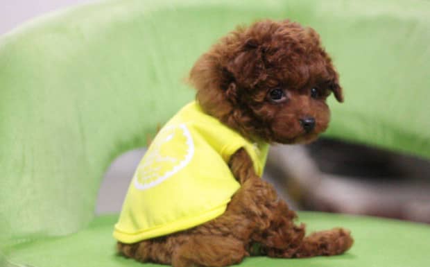 六个月之前的茶杯犬怎么鉴定