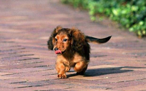 腊肠犬为何养的人少原因有7个