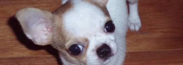 吉娃娃犬的优点和缺点