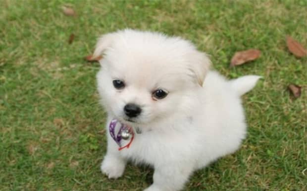 狗狗得了犬瘟眼睛红