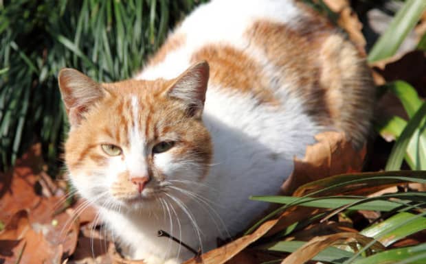 养橘猫的十大忌讳