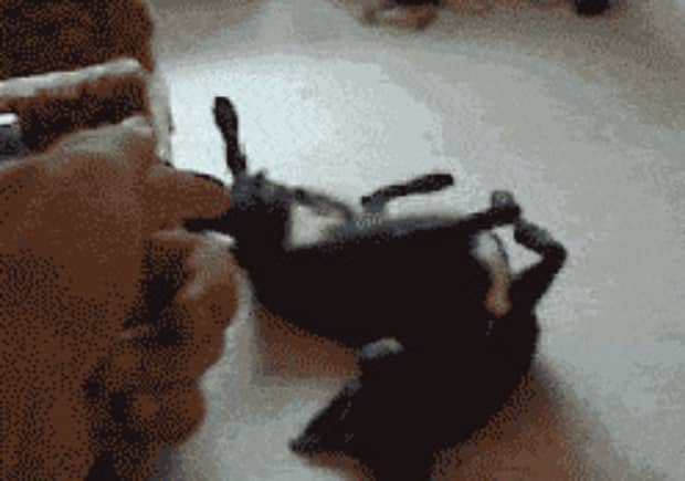 狗狗喜欢主人有什么表现