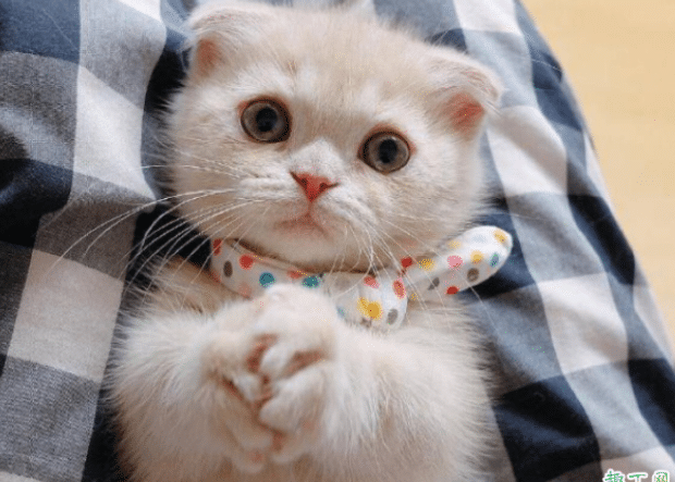 猫咪可以吹空调吗 猫咪可以吹空调吗