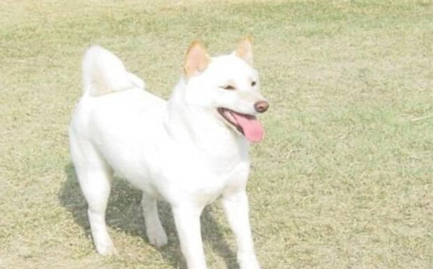 白柴为什么便宜