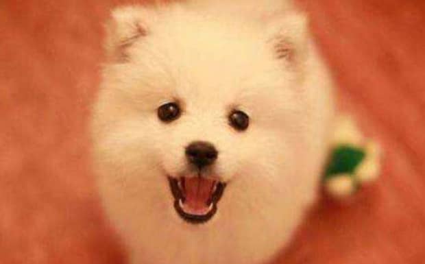 银狐犬为什么很少人养