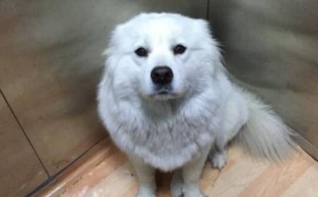 狗怎么验弓形虫