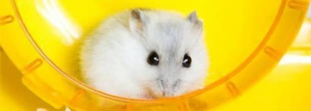 怎么养仓鼠才亲近你仓鼠饲养技巧