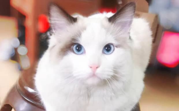 布偶猫为什么不能养