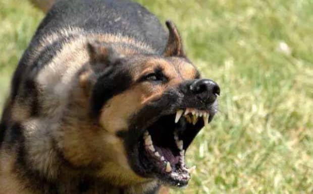 狗携带狂犬病毒大概会在多少天死亡