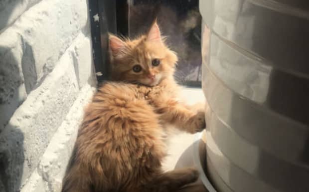 养橘猫的十大忌讳