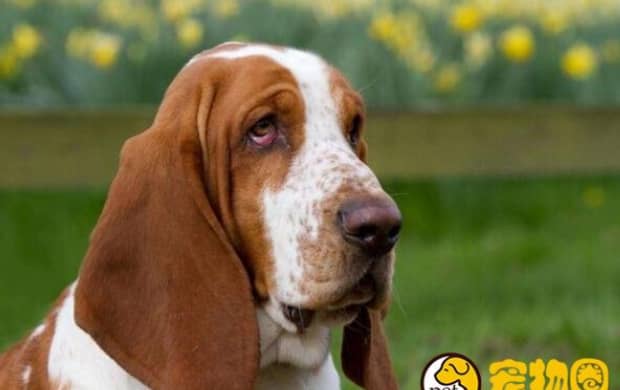 比格/米格鲁犬和巴吉度犬有什么区别 比格/米格鲁犬和巴吉度犬有什么区别