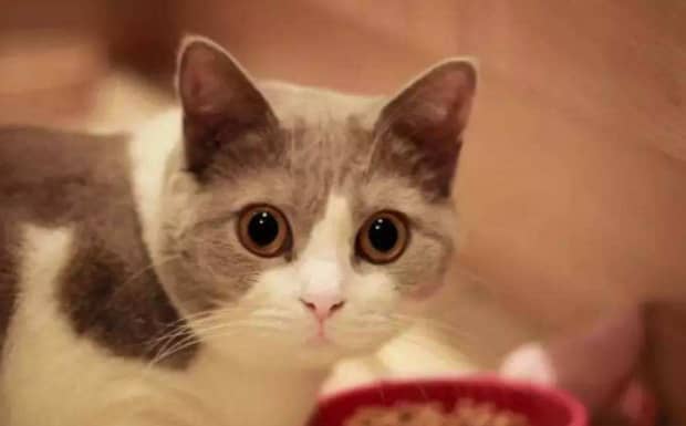 女孩养猫的好处和坏处