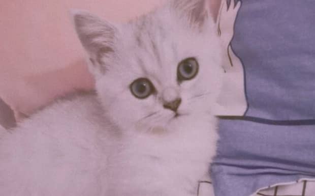 猫咪真的无时无刻都在想杀死主人吗 猫咪真的无时无刻都在想杀死主人吗