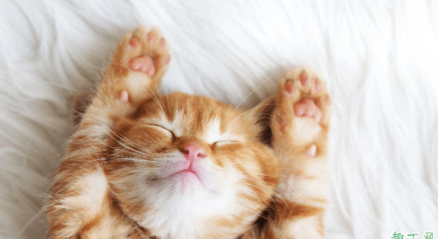 猫咪老呕吐正常吗