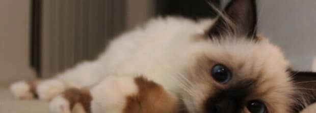 布偶猫和伯曼猫有什么区别