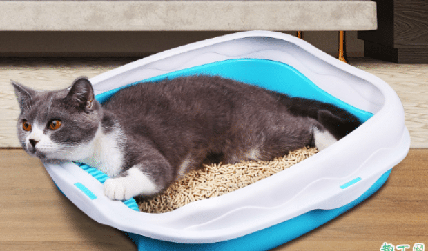猫砂盆使用时需注意哪些事项 猫砂盆使用时需注意哪些事项