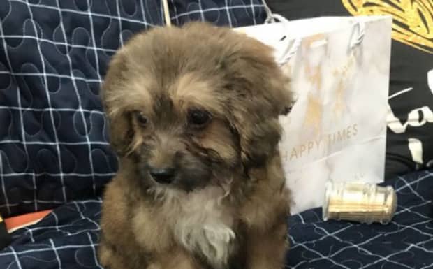 宠物寄养多少一天 宠物寄养多少一天