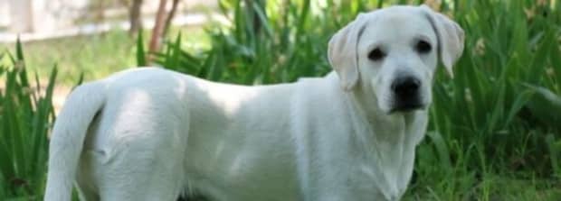 哪里有纯种中华田园犬