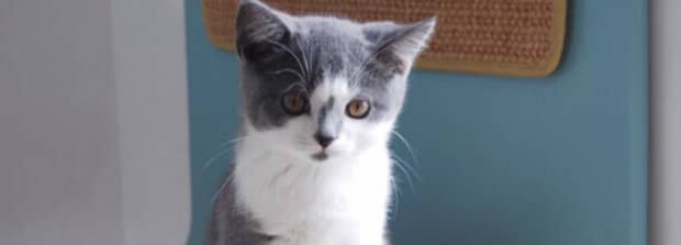 怎么看猫有没有得猫腹水 怎么看猫有没有得猫腹水