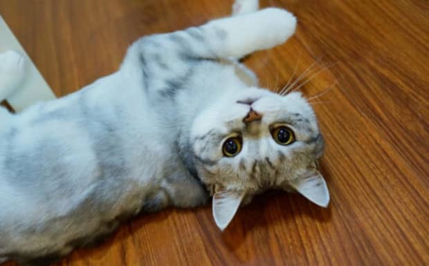 建议养的10种猫不掉毛的猫 建议养的10种猫不掉毛的猫