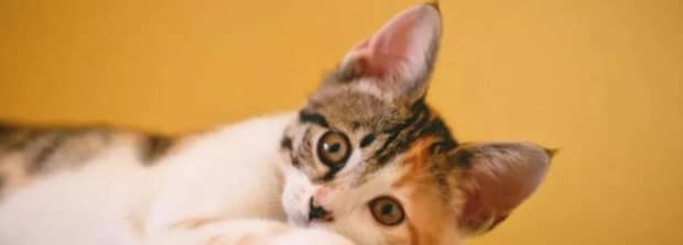 猫吃鸭肉的好处和坏处