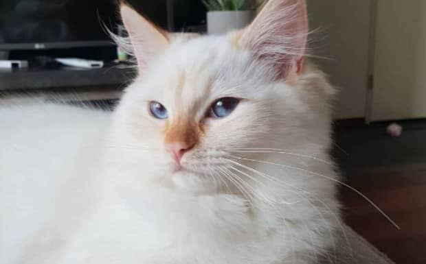 猫咪得猫癣多久能治愈