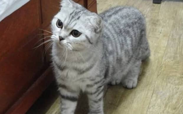 猫咪摇头晃脑是什么意思