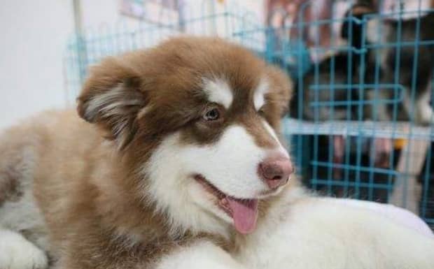阿拉斯加犬怎么训练上厕所