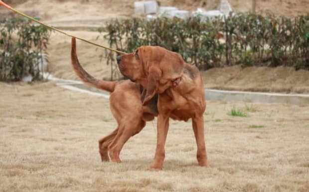 世界十大傻狗排名哈士奇都没进前三斗牛犬超凶猛