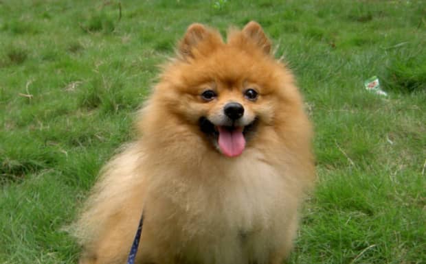 博美犬的性格