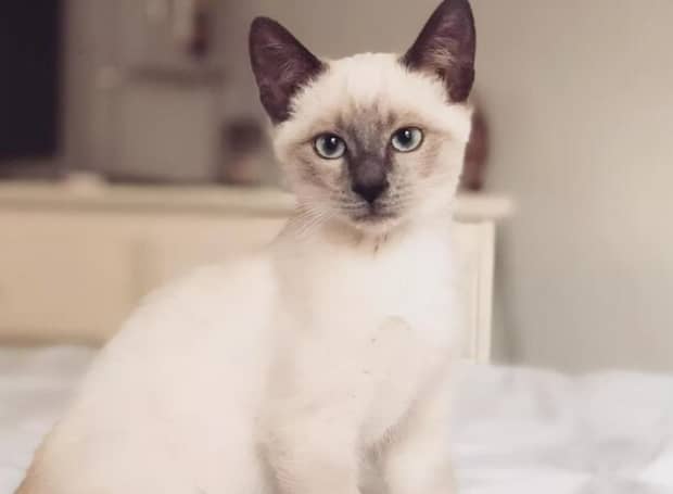 宠物猫的品种及图片-世界上最可爱的猫品种前十名