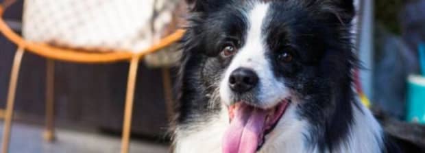 东德牧羊犬母狗配狗早了有什么坏处