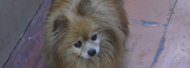 雌犬发情具体表现的四个方面