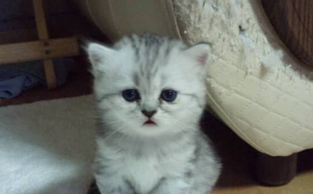 猫咪摇头晃脑是什么意思
