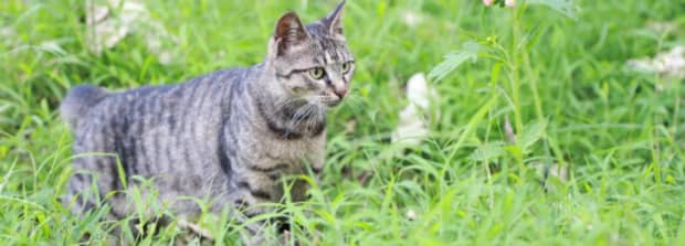 十大便宜好养的猫