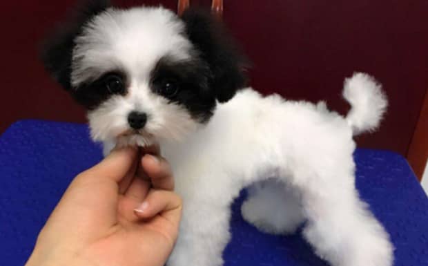 茶杯犬多少钱一只茶杯犬的价格