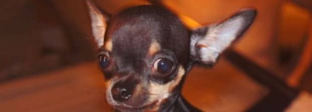 吉娃娃犬的缺点