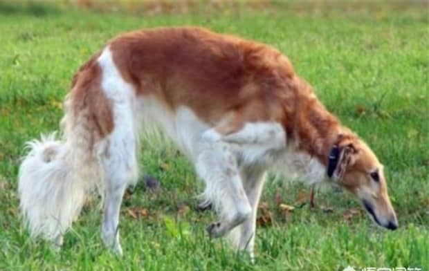 世界十大傻狗排名哈士奇都没进前三斗牛犬超凶猛