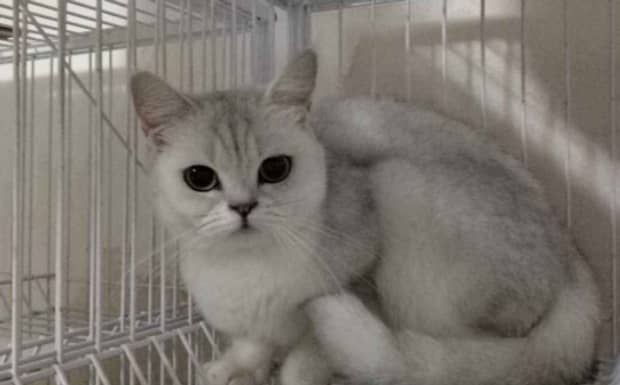 母猫发情时怎么处理