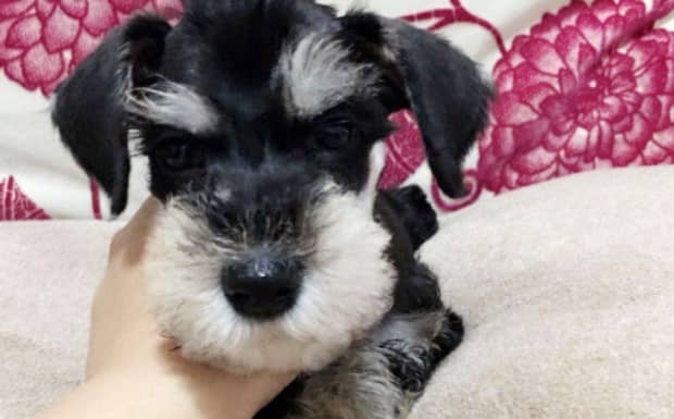 什么小型犬最好养又聪明