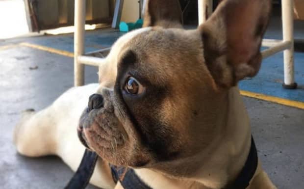 法斗犬的优缺点是什么