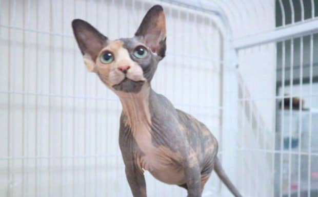 建议养的10种猫不掉毛的猫 建议养的10种猫不掉毛的猫