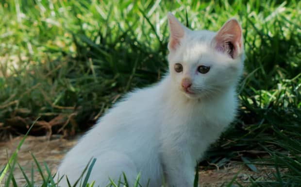 给孩子养猫的利弊 给孩子养猫的利弊