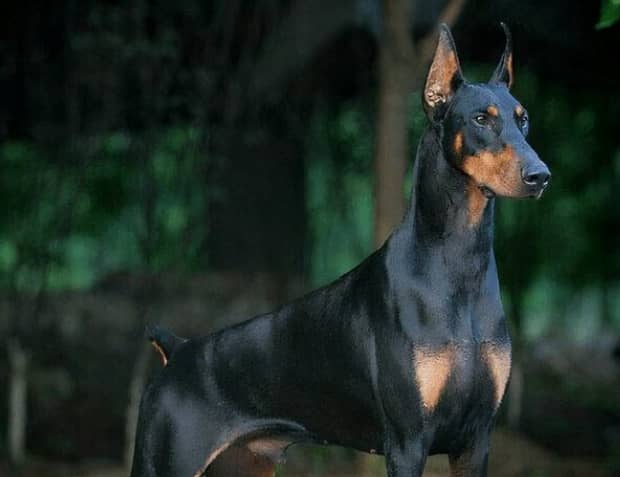 什么狗最护主-十大最佳保护主人的犬