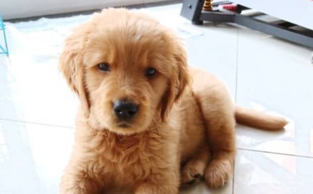 金毛犬多少钱一只