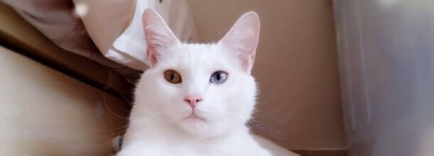 公猫绝育要多少钱