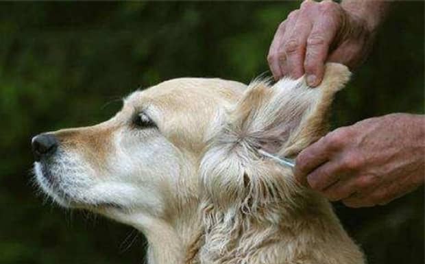 狗狗得了犬瘟眼睛红